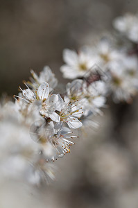 生长优雅的自然背景中白梅花盛开自然背景中的白梅花盛开叶子图片