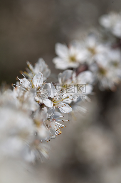 生长优雅的自然背景中白梅花盛开自然背景中的白梅花盛开叶子图片