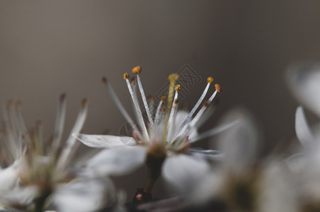 自然背景中的白梅花盛开自然背景中的白梅花盛开美丽绿色的图片