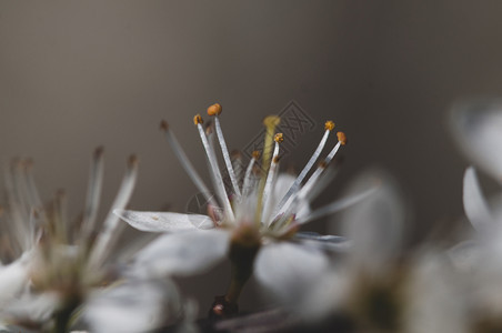 自然背景中的白梅花盛开自然背景中的白梅花盛开美丽绿色的图片