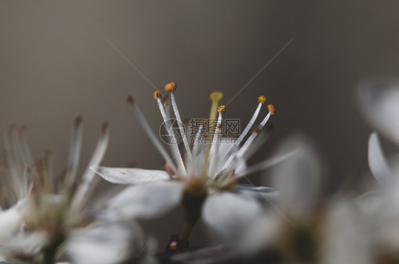 自然背景中的白梅花盛开自然背景中的白梅花盛开美丽绿色的图片