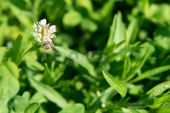 一种动物蜜蜂坐在白三叶草上蜜蜂坐在绿色草地上的白三叶花阿尔滕堡图片