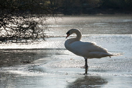 常设冬天在低阳光下站在冰冻湖上的白天鹅休眠动物图片