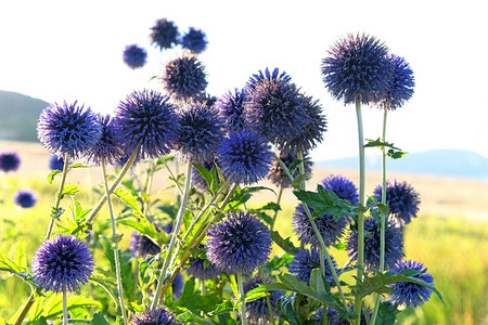 带有阴影的米色纸背景上的刺桐属植物极简主照片  |沼泽蓟ci