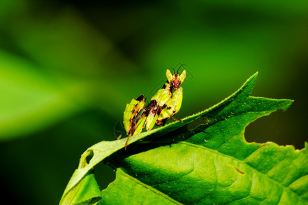 花动物昆虫蚱蜢Creobrotergemmatus图片