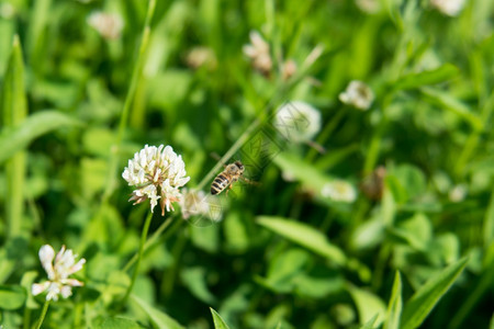蜜蜂从青紫飞来从白色三叶草地上飞去美丽的悬停蕊图片