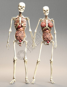 内数字3D人类解剖说明心女图片