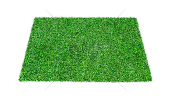 自然环境在白色背景上隔离的绿地毯草装饰风格图片