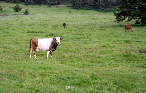 乡村的土耳其Bolu森林的牛群放牧场奶图片