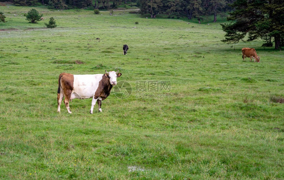 乡村的土耳其Bolu森林的牛群放牧场奶图片