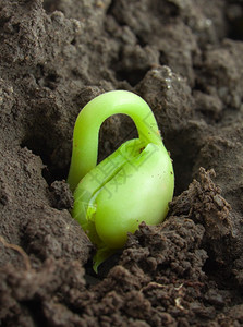 芽农业豌豆小型类植物图片