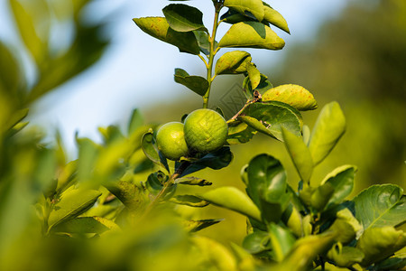 近距离的绿色柠檬生长在树上花园柑橘里食物维他命场地图片
