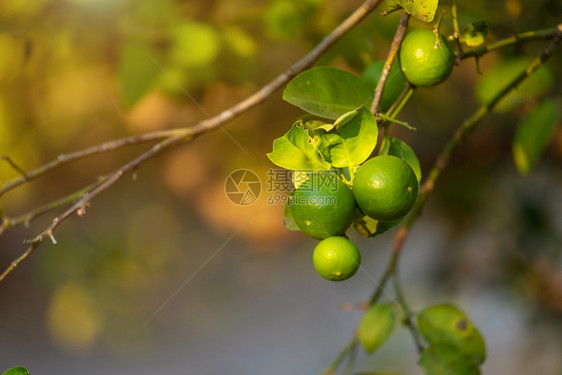 水果近距离的绿色柠檬生长在树上花园柑橘里新鲜满的图片