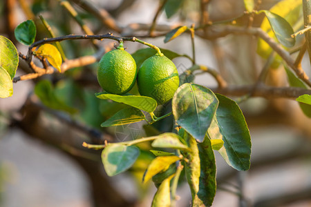 近距离的绿色柠檬生长在树上花园柑橘里场地夏天多汁的图片