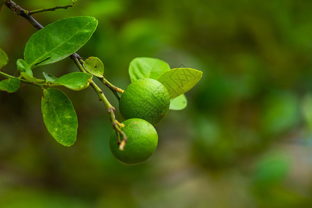 农场青柠植物近距离的绿色柠檬生长在树上花园柑橘里图片