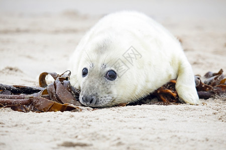 沙滩上可爱的小海豹图片