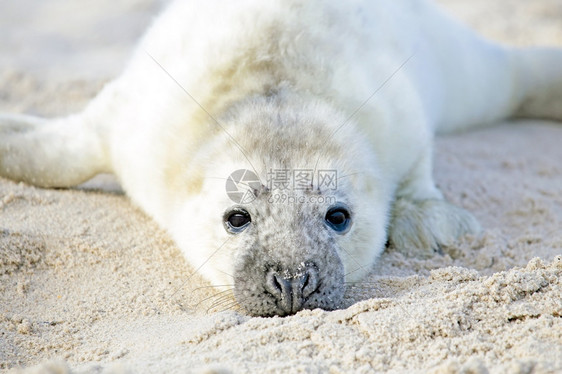 沙滩上的小海豹图片