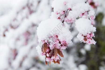 美丽的寒冷树春天雪花覆盖樱图片