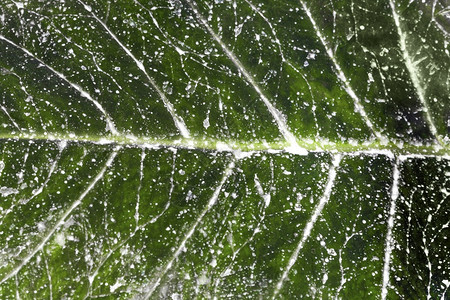 植物白染叶背景图象质地新鲜的一种图片