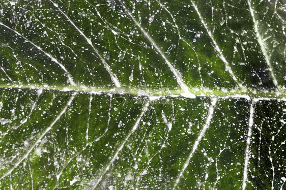 植物白染叶背景图象质地新鲜的一种图片