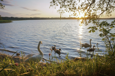 池塘夕阳下的天鹅家族傍晚湖上带着小天鹅的晚上湖带着小天鹅的夕阳下家族景观冷静的背景图片
