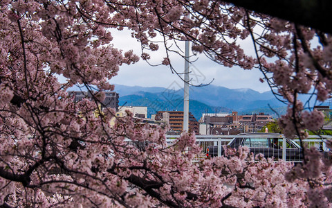 樱花季的日本京都图片