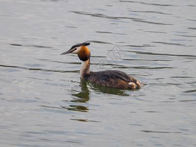 孤大金冠格列贝在河上游泳孤独喙凤头图片