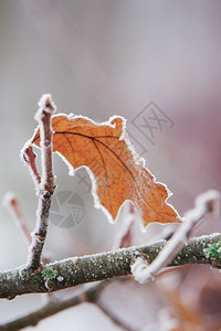 垂直近距离图像其深浅的面积为冷冻QuercusrubraQuercusAxalis北部红橡树或冠军枝上覆盖冰晶的Roteiche背景图片