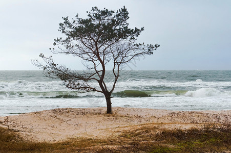 海边的孤树风雨天气海边的风雨天气海边的孤树暴风雨云环境图片