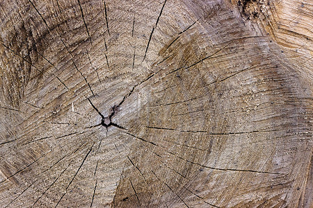 细节同心一种以天然背景或质地为天然底料或纹理的砍伐树表面图片