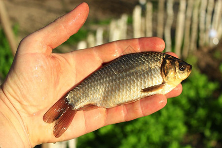 食物手掌中的普鲁士鲤鱼抓住了人手上的普鲁士自然美味图片