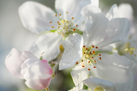 树枝上嫩白色和粉红的苹果花春天背景树枝上的苹果花春天背景樱桃美丽细节图片