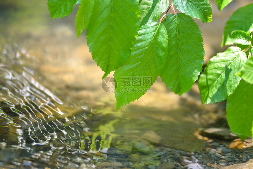 绿色结晶的新鲜树叶挂在晶流水上生长图片