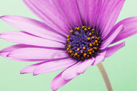植物群绿色背景的紫花朵生活芽图片