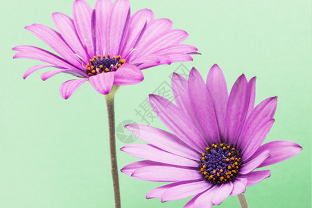 束开花绿色背景的紫花朵植物群图片