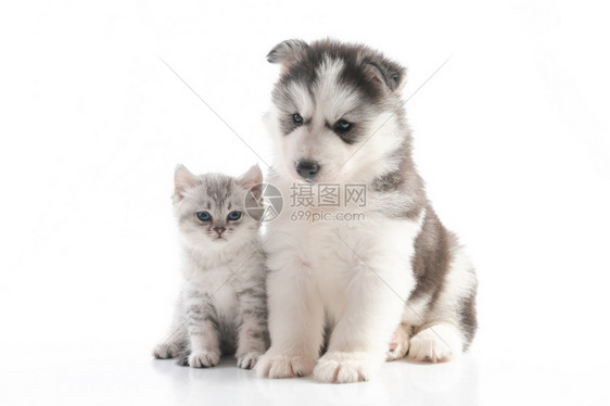 一只小猫和一只小狗图片