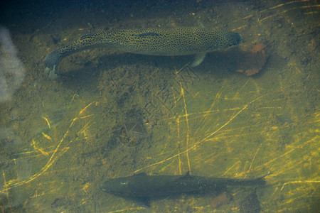 动物鱼片虹鳟在水中鲑养殖场的水中提高图片