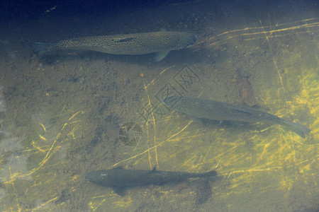 新鲜的配种尾巴虹鳟鱼在水中鲑养殖场的水中图片