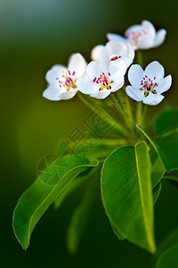 苹果树花图片