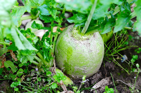 自然营养白萝卜在野外生长健康图片