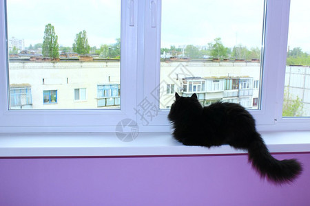 哺乳动物生活内部的黑猫坐在窗帘上黑猫坐在阳台的窗子上图片