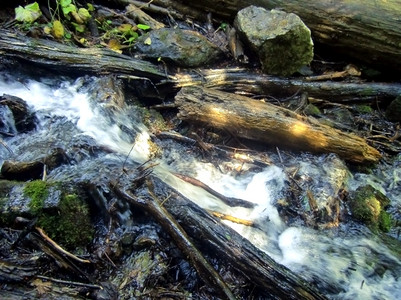 生长小溪流过夏月的森林中降低东贝图片