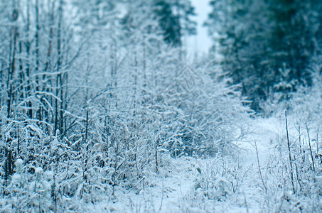 雪堆冬季景点采雪林的树枝霜白色图片