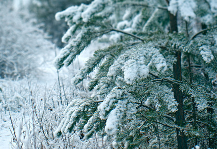 冬季景点采雪林的树枝仙境冷冻松图片