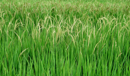 培育天空田野绿稻作为食物背景夏天图片