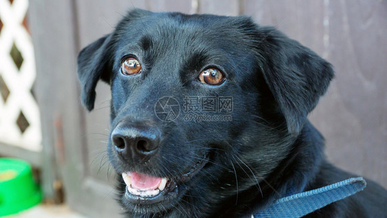 黑狗的面部紧贴着黑狗的脸成人哺乳动物黑色的图片
