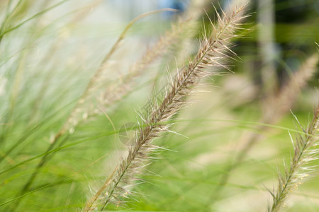 植物群美丽的草之花尘土随风飘散吹图片