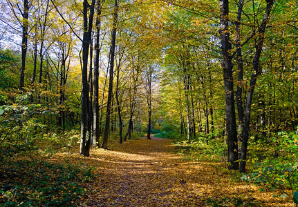公园秋季树林小路图片