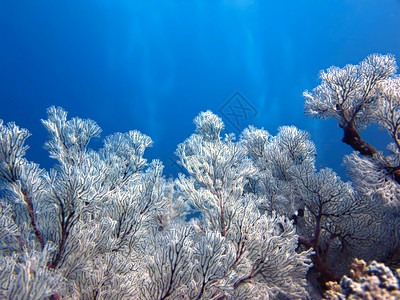 植物花园水惊人的软珊瑚图片