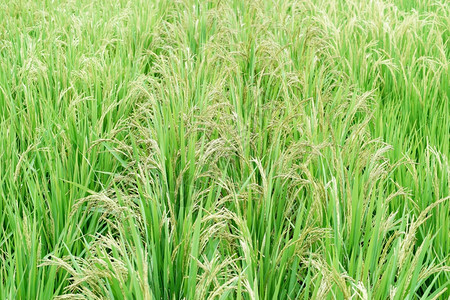 绿色田野稻作为食物背景小麦场地图片